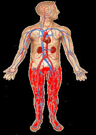 diagram of human body with suspension truama